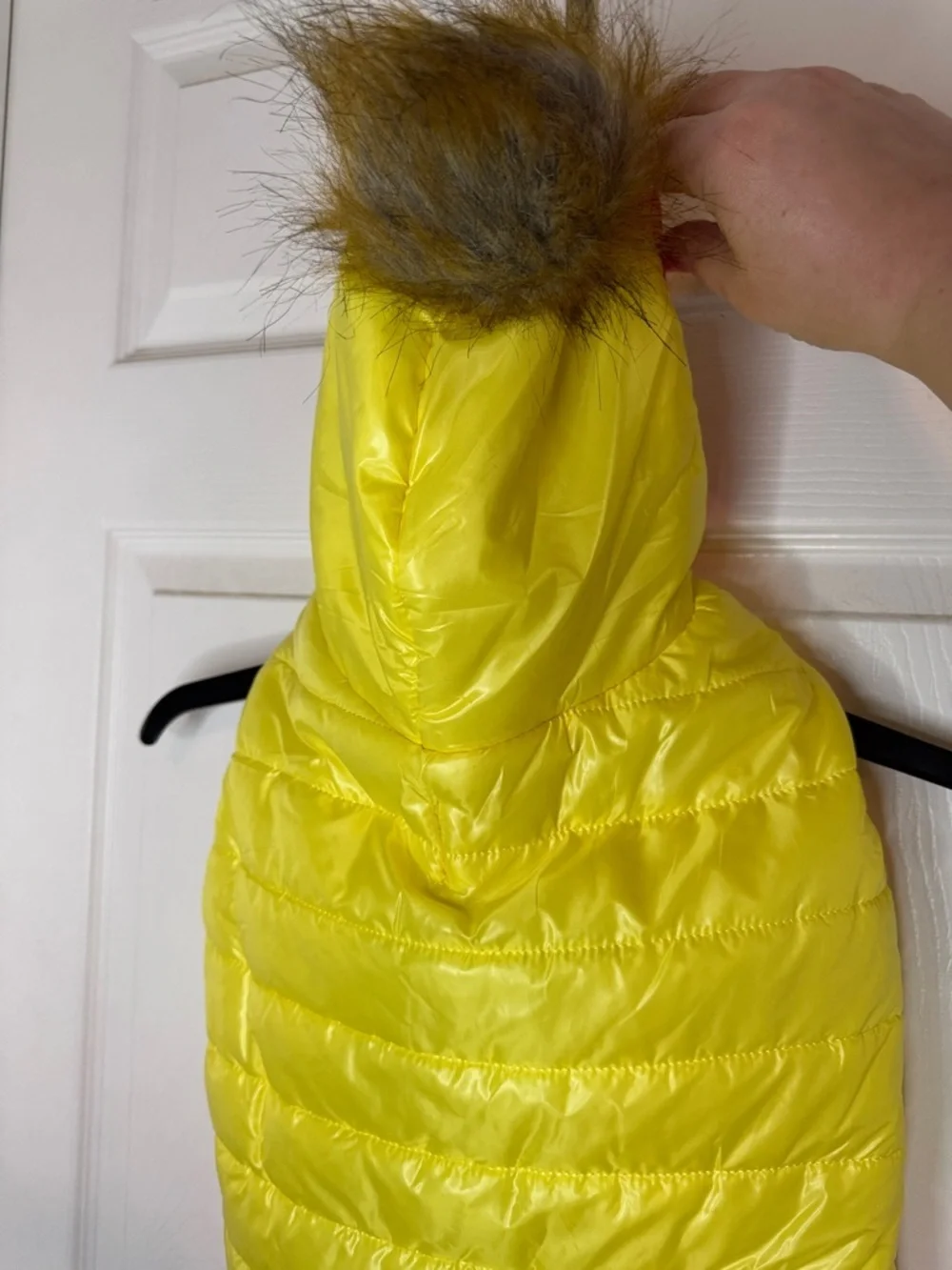 Top Paw bright neon